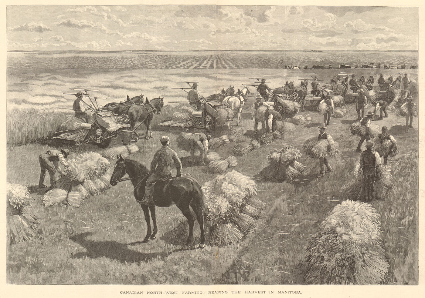 Canadian north-west farming: reaping the harvest in Manitoba 1891 old print